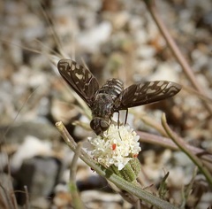 Thyridanthrax melanopterus