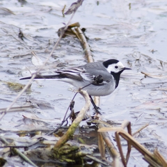 Motacilla alba