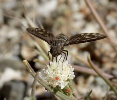 Thyridanthrax melanopterus