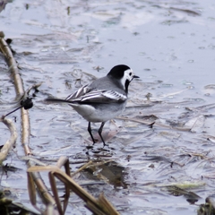 Motacilla alba
