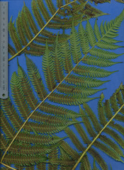 Cyathea costaricensis