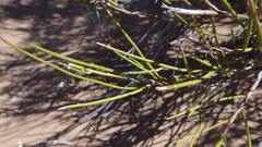 Prosopidastrum globosum