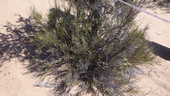 Prosopidastrum globosum