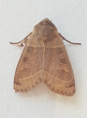 Noctuidae