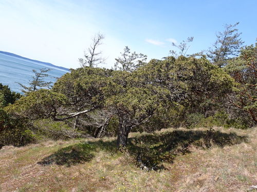 Seaside Juniper