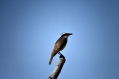 Pitangus sulphuratus