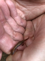 Desmognathus wrighti