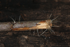 Pterula