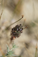 Pogogyne zizyphoroides