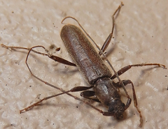Haplidus testaceus