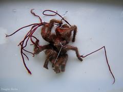 Cordyceps caloceroides