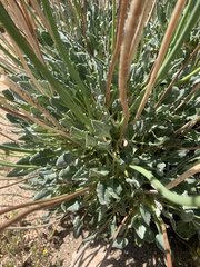 Eriogonum nudum westonii