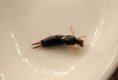 Euborellia annulipes