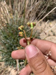 Eriogonum nudum westonii