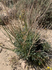 Eriogonum nudum westonii