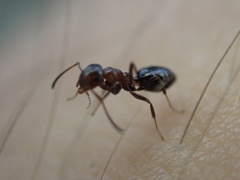 Colobopsis impressa