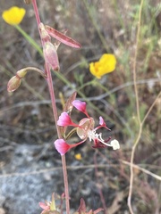 Clarkia springvillensis