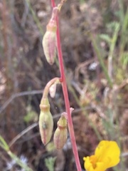 Clarkia springvillensis