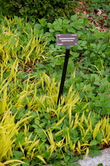 Hakonechloa macra