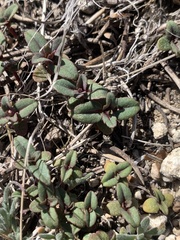 Collinsia callosa