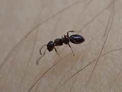 Colobopsis impressa