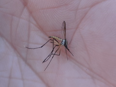 Psorophora longipalpus