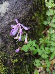 Corydalis edulis