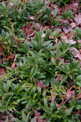 Sarcococca hookeriana