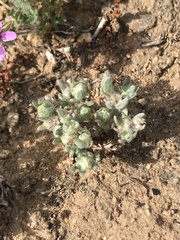 Stylocline gnaphaloides