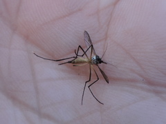 Psorophora longipalpus