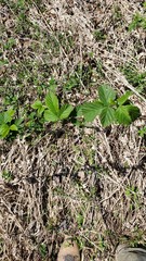 Rubus argutus