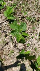 Rubus argutus
