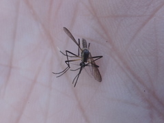 Psorophora longipalpus