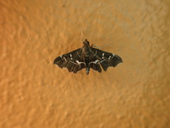 Diathrausta cubanalis