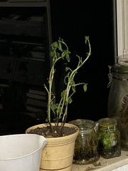 Fusarium oxysporum