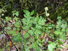 Corydalis edulis