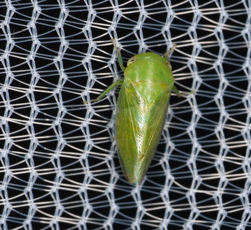 Penestragania hualpaiana