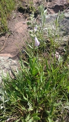 Penstemon gracilis