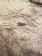 Hypsiglena ochrorhynchus