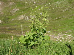 Veratrum californicum