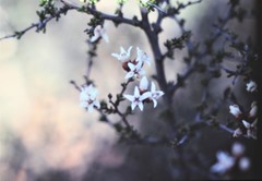 Cryptandra aridicola