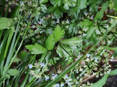 Sanicula lamelligera