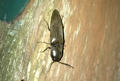 Orthostethus infuscatus