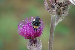 Bombus pensylvanicus image