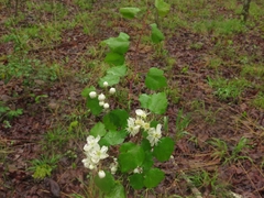 Crataegus ouachitensis