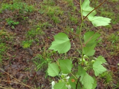 Crataegus ouachitensis