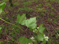 Crataegus ouachitensis