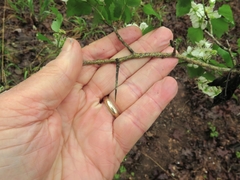 Crataegus ouachitensis