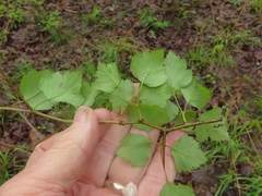 Crataegus ouachitensis