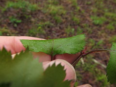 Crataegus ouachitensis